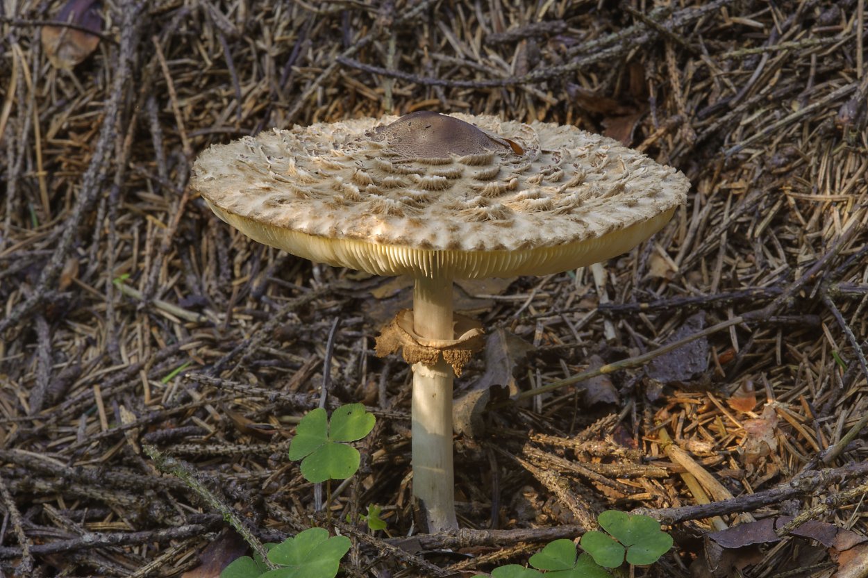 Chlorophyllum brunneum