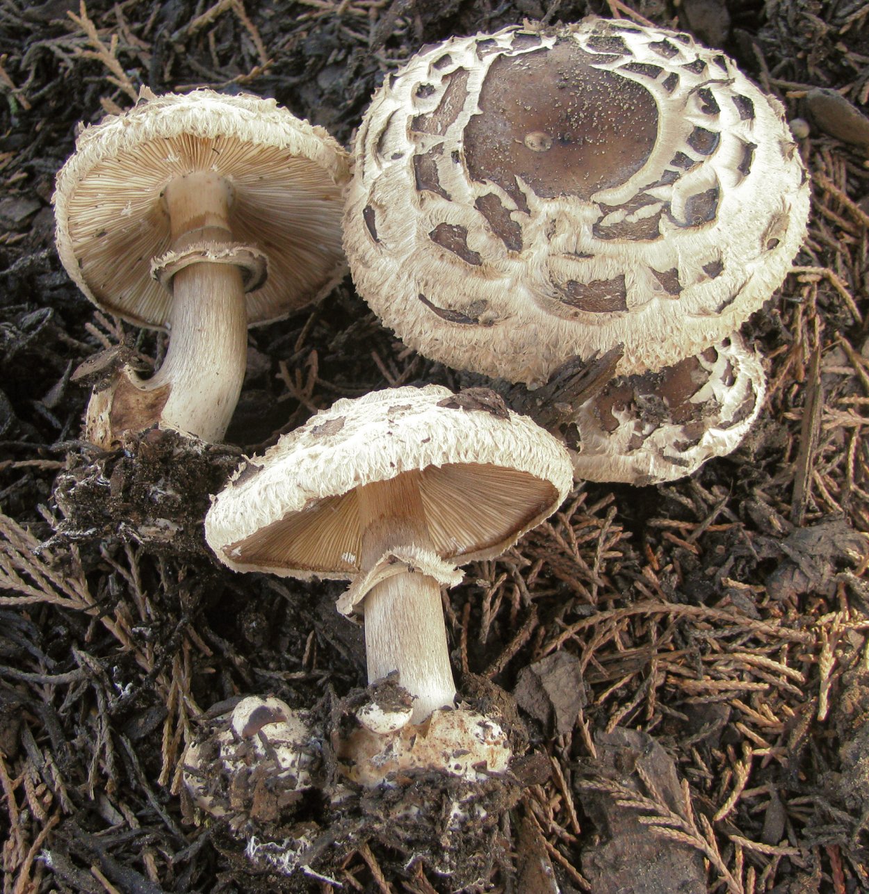 Гриб-зонтик девичий (Macrolepiota puellaris)
