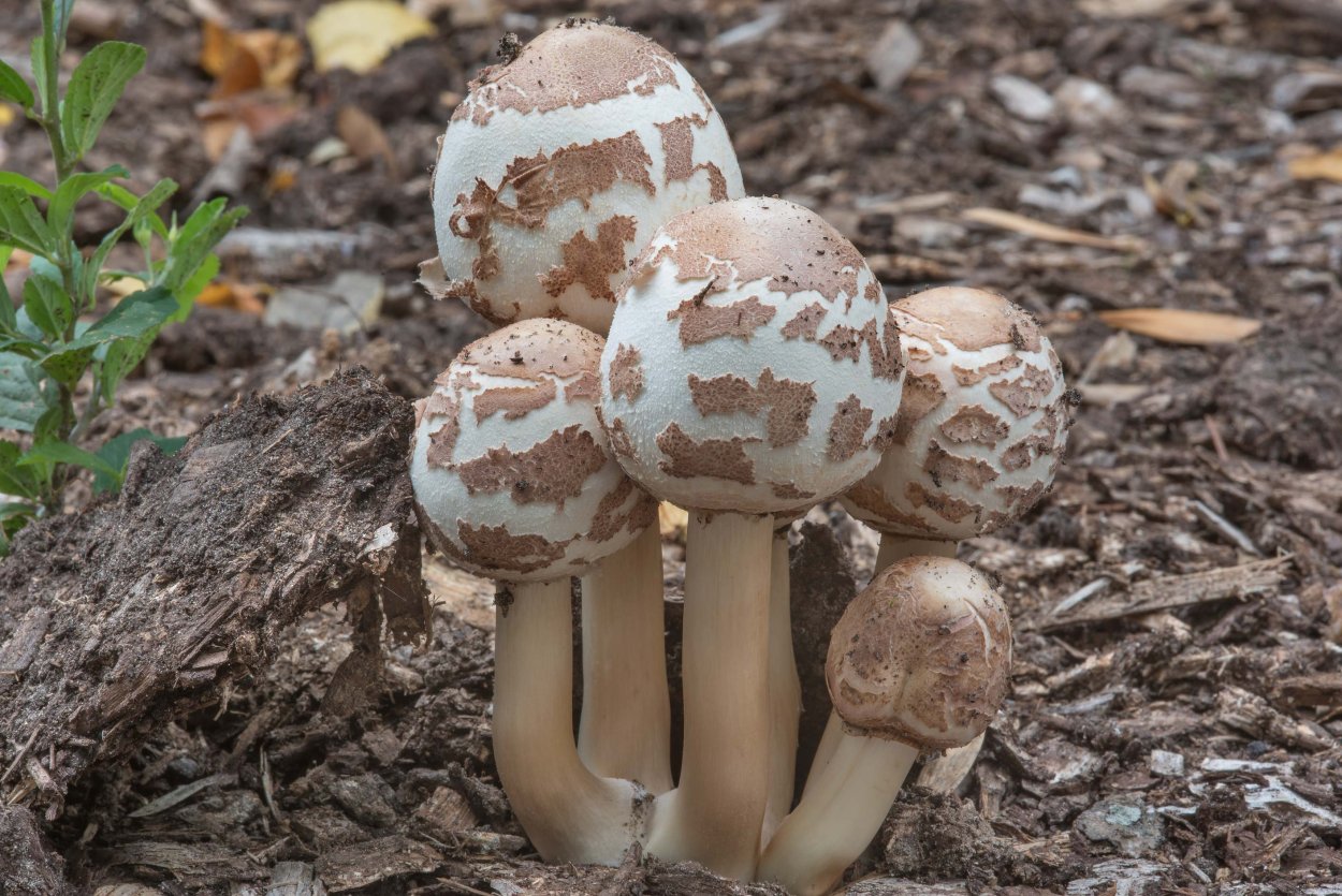 Гриб-зонтик Оливье Chlorophyllum Olivieri