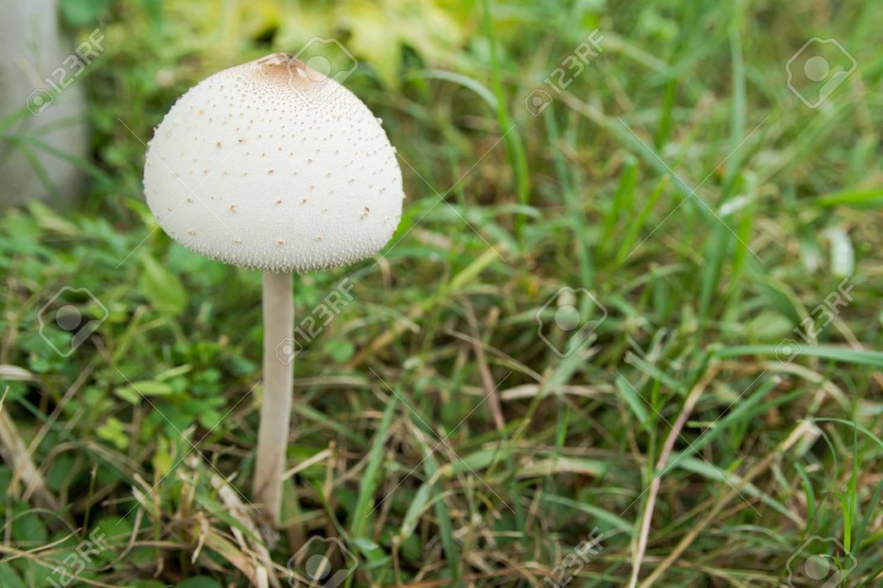Гриб-зонтик Оливье Chlorophyllum Olivieri