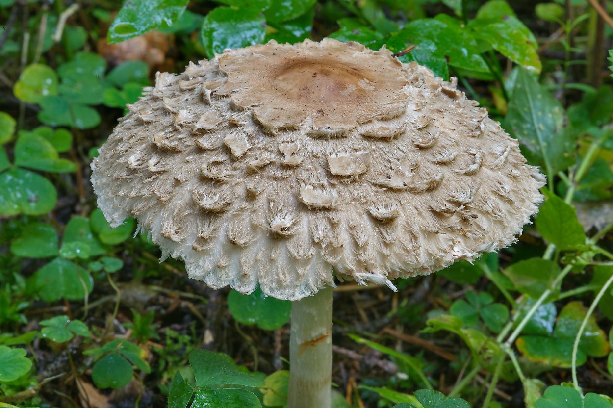 Зонтик краснеющий Chlorophyllum rhacodes