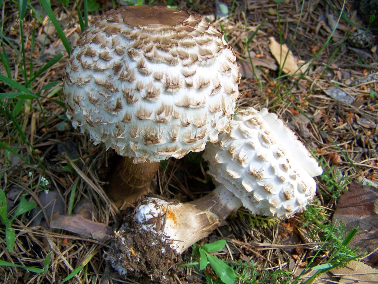 Гриб-зонтик краснеющий (Chlorophyllum rhacodes)