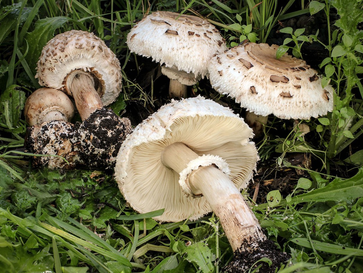 Гриб-зонтик Оливье Chlorophyllum Olivieri