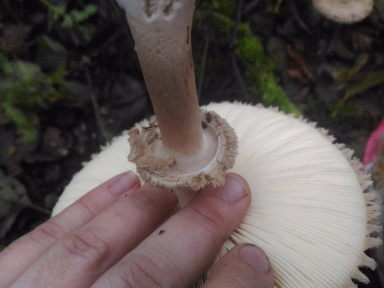 Гриб-зонтик краснеющий (Chlorophyllum rhacodes)