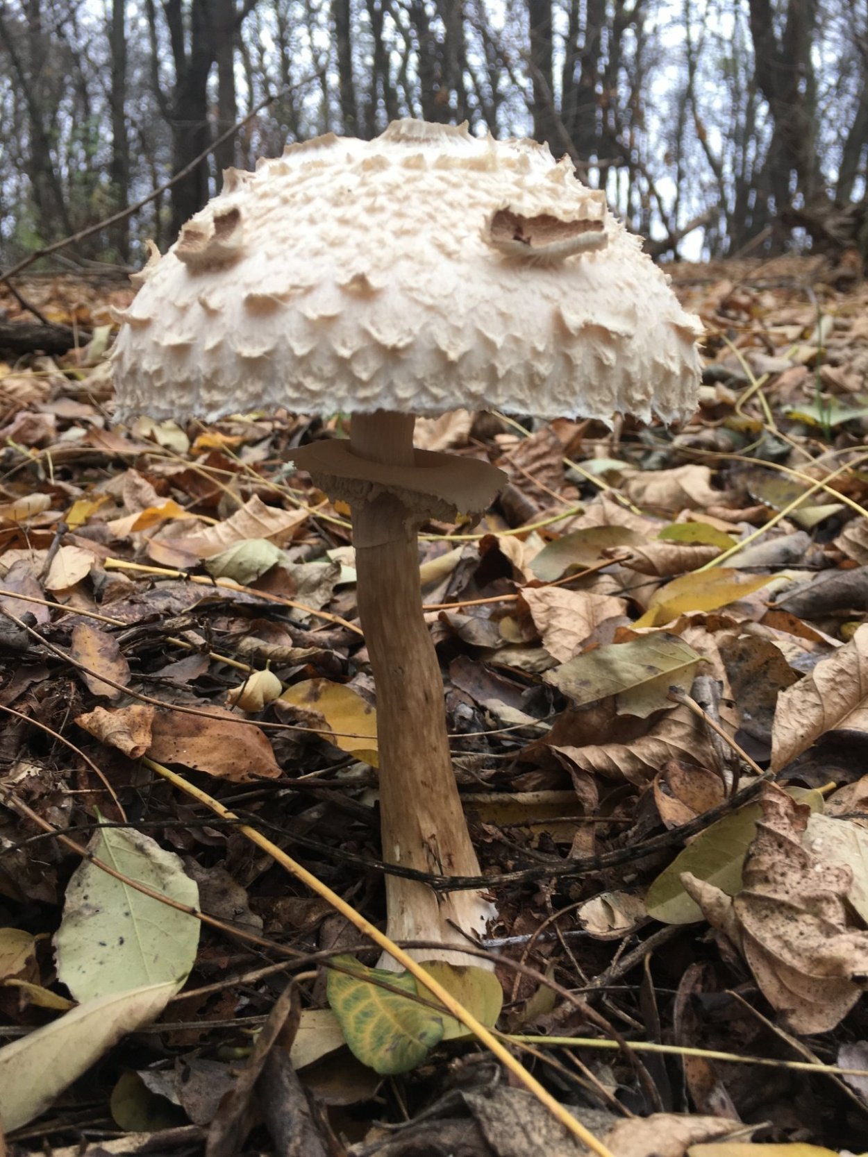 Зонтик свинцовошлаковый (Chlorophyllum molybdites)