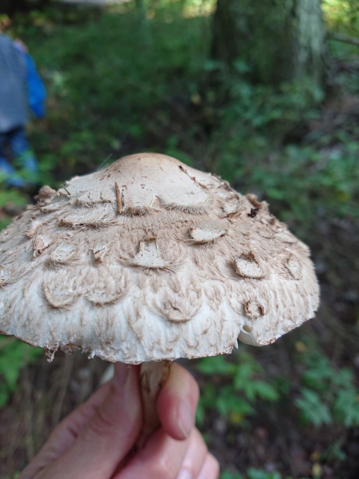 Гриб-зонтик краснеющий (Chlorophyllum rhacodes)