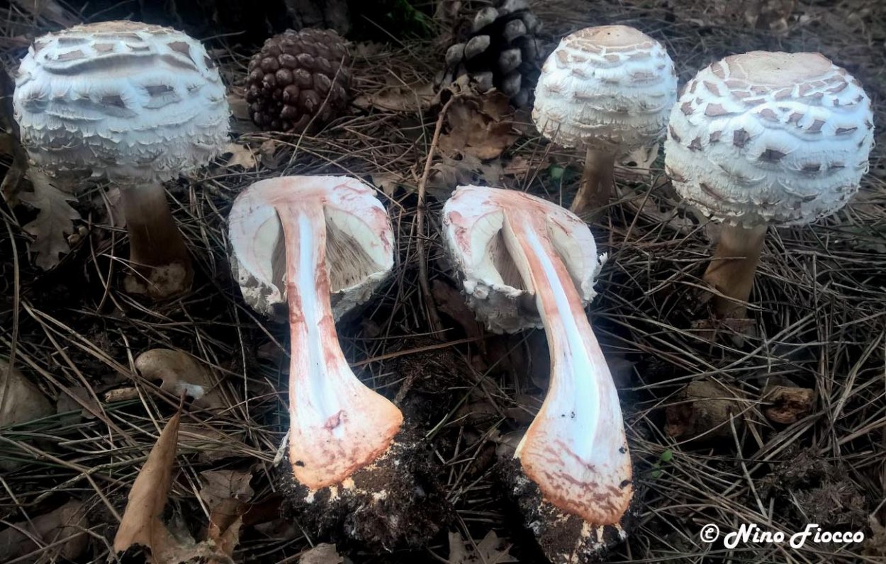 Омфалина гудзонская