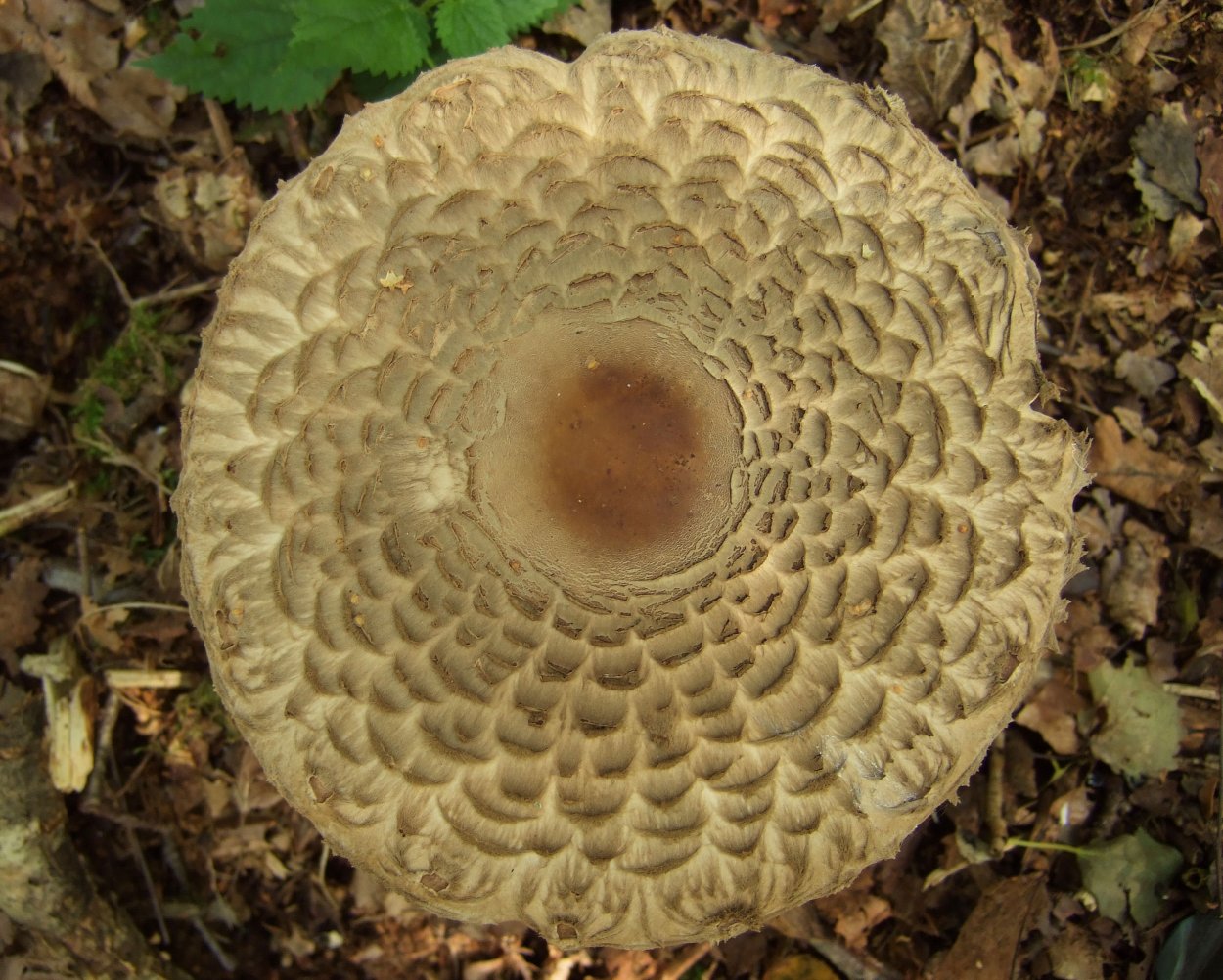 Гриб-зонтик краснеющий (Chlorophyllum rhacodes)