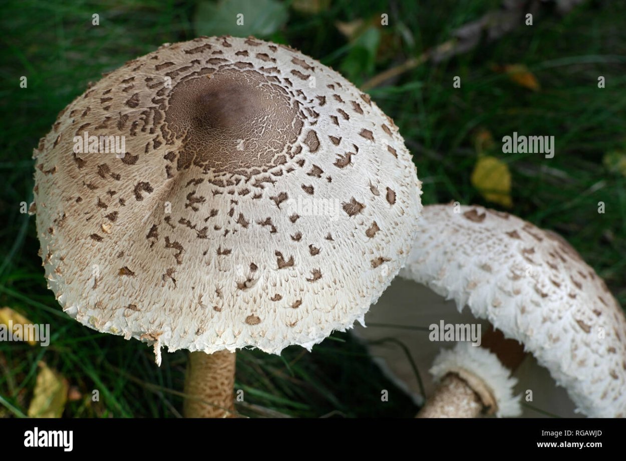 Гриб-зонтик Конрада (лат. Macrolepiota konradii)