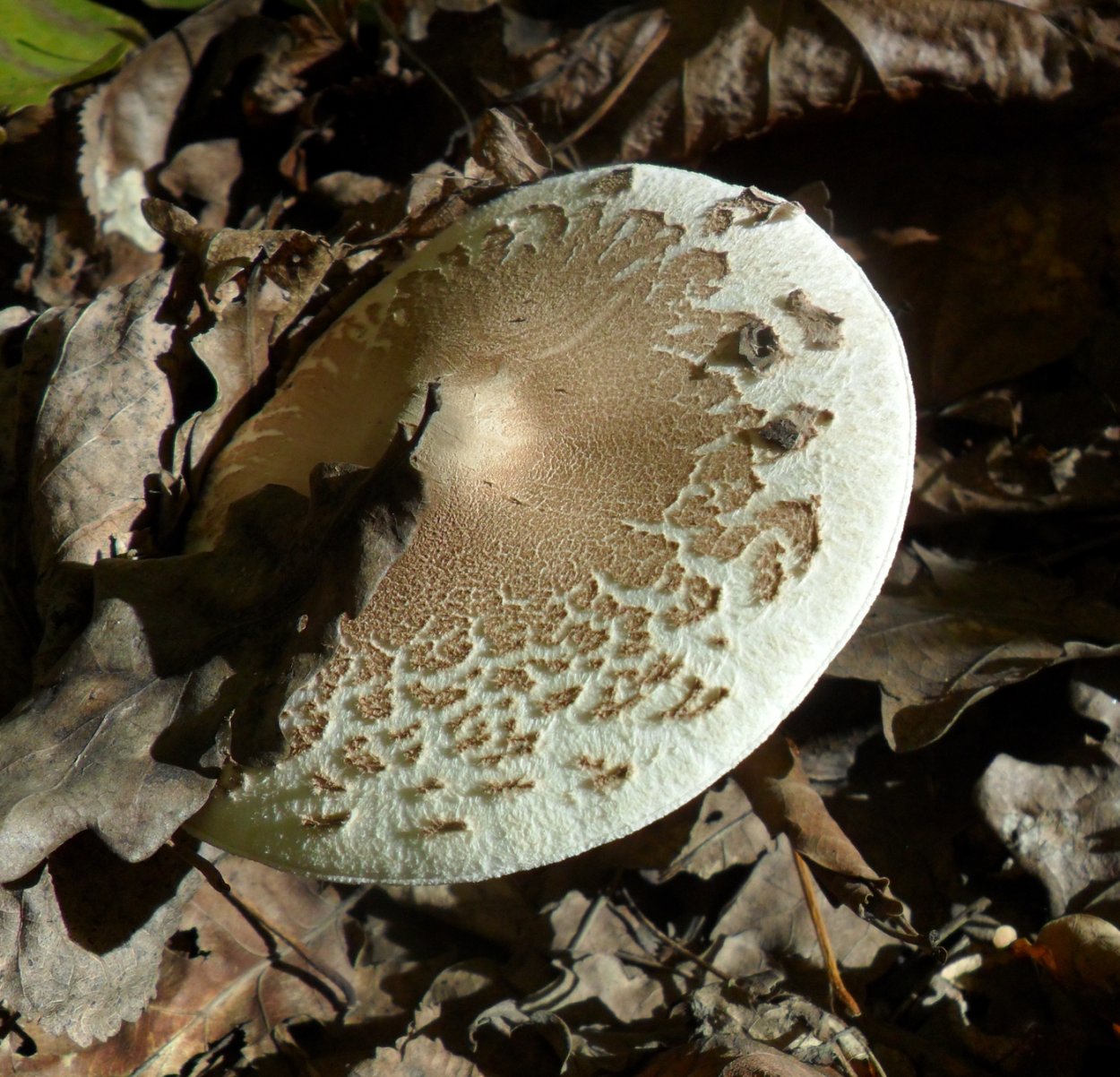 Macrolepiota konradii