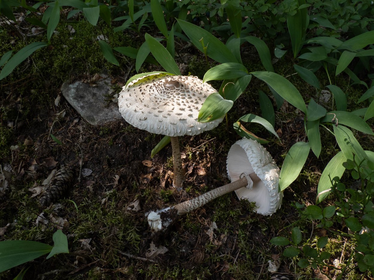 Гриб-зонтик Конрада