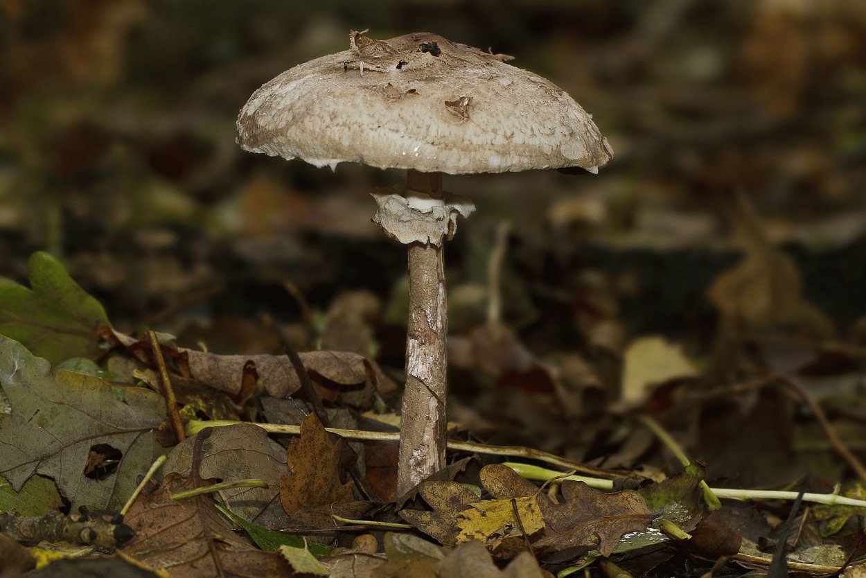 Гриб-зонтик Конрада фото и описание
