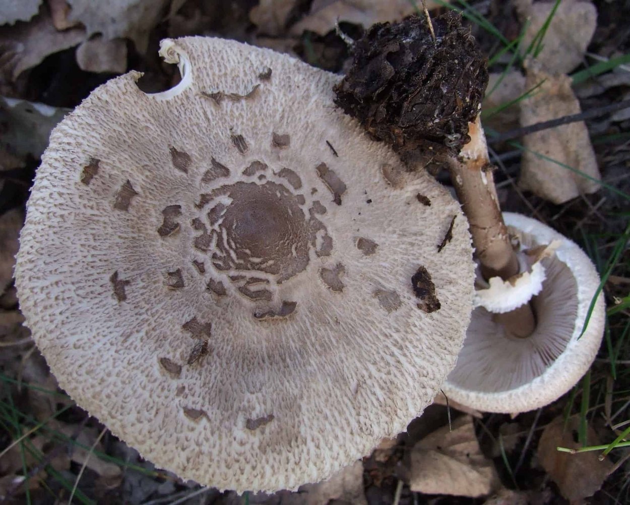 Macrolepiota konradii