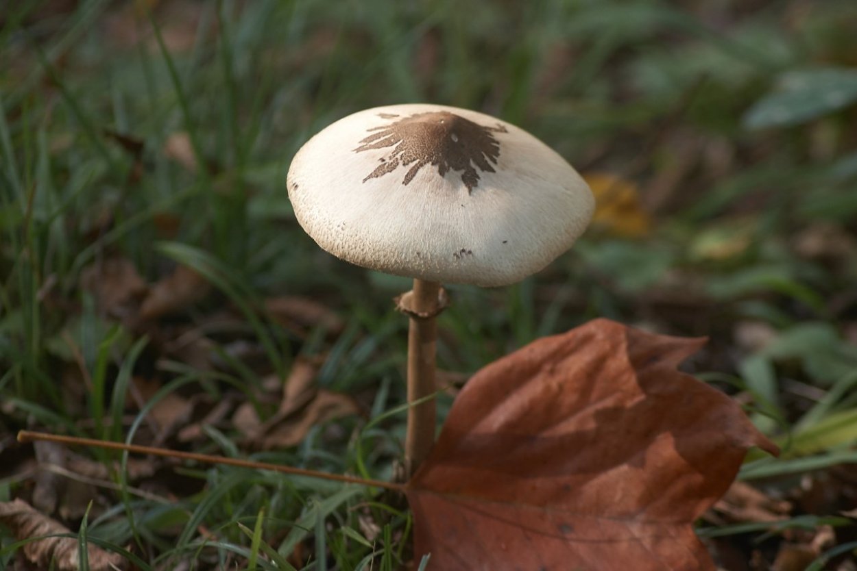Macrolepiota konradii