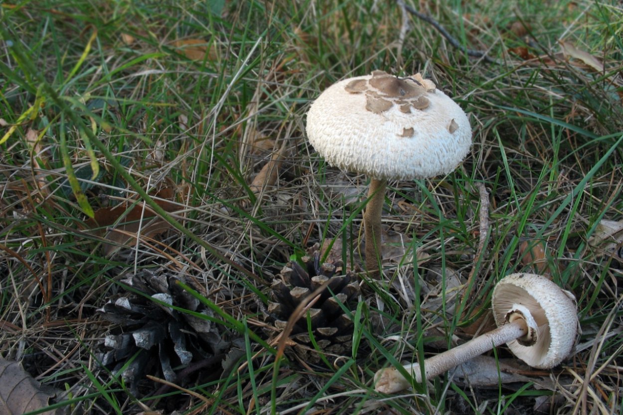 Гриб зонтик поганка