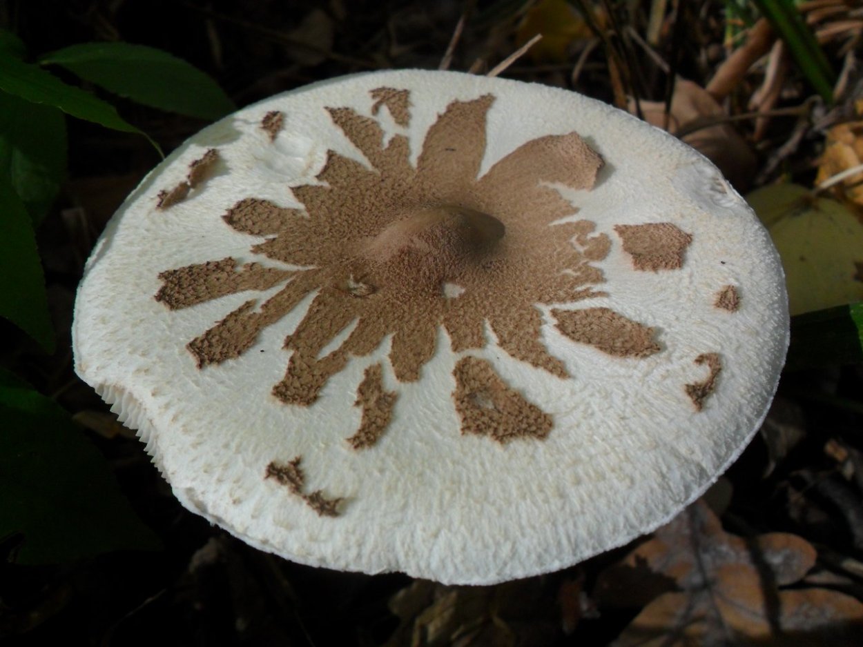 Зонтик Конрада фото