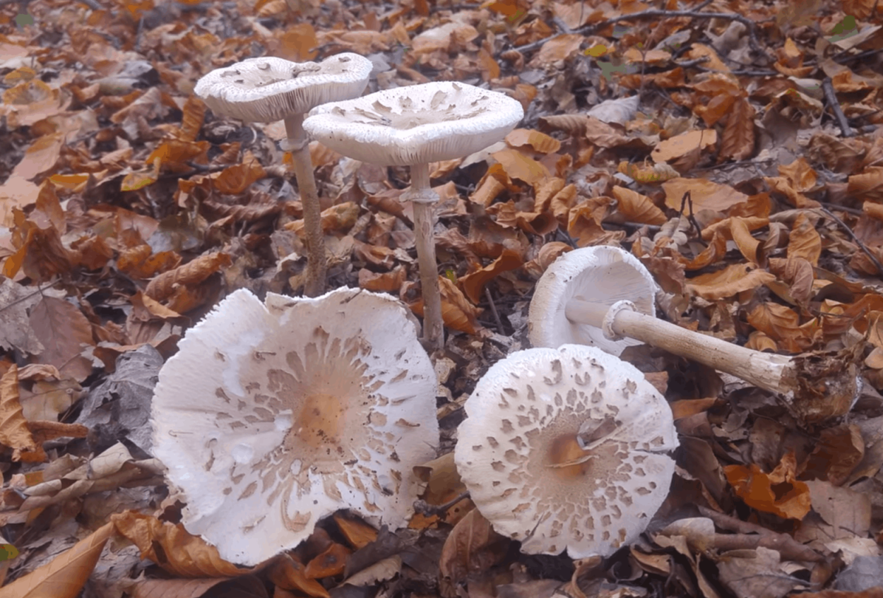 Гриб зонтик Луговой