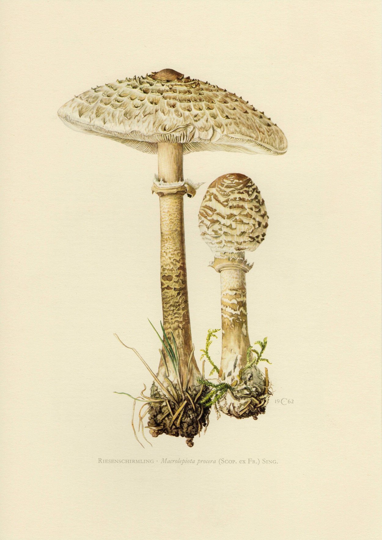 Зонтик пестрый мухомор пантерный