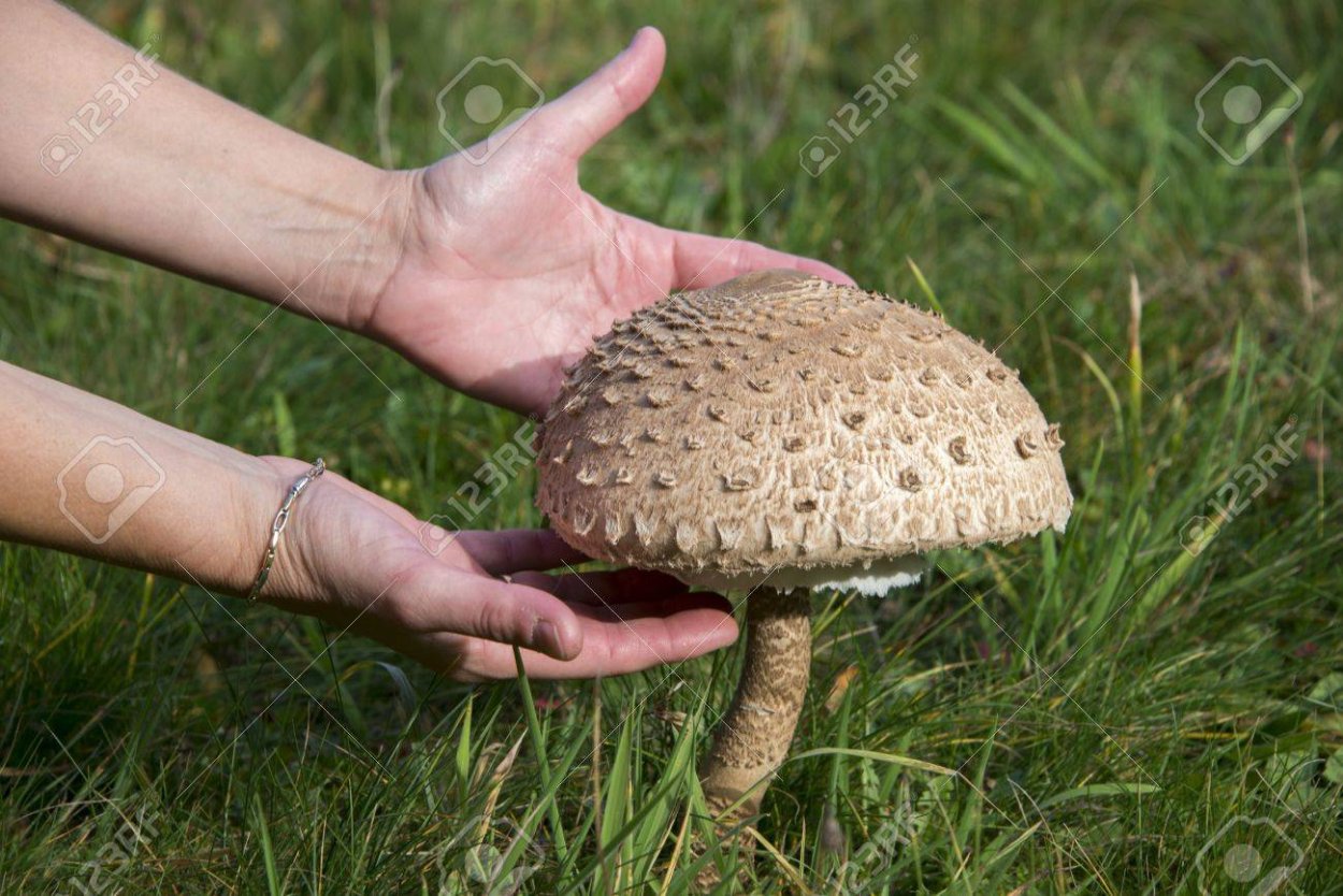 Александр Вязьменский грибы мухомор