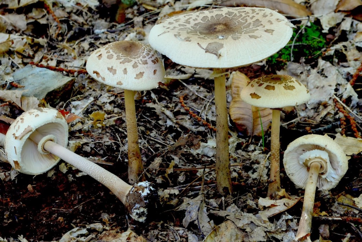 Гриб-зонтик краснеющий