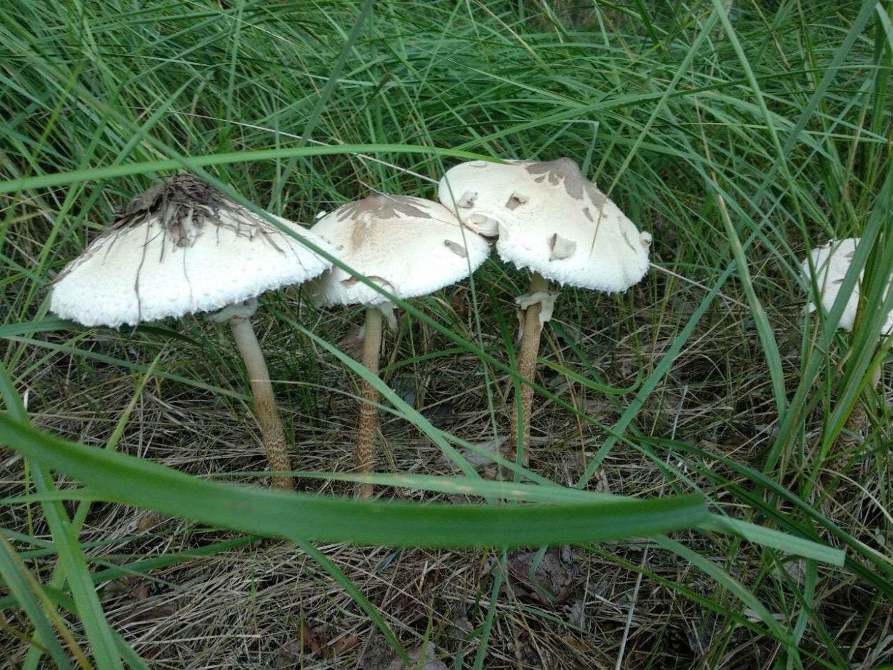 Гриб-зонтик Конрада