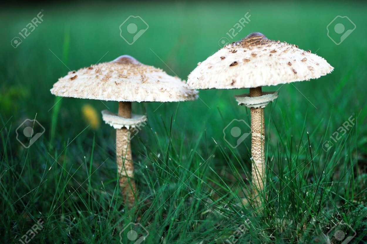 Парасол Машрум гриб