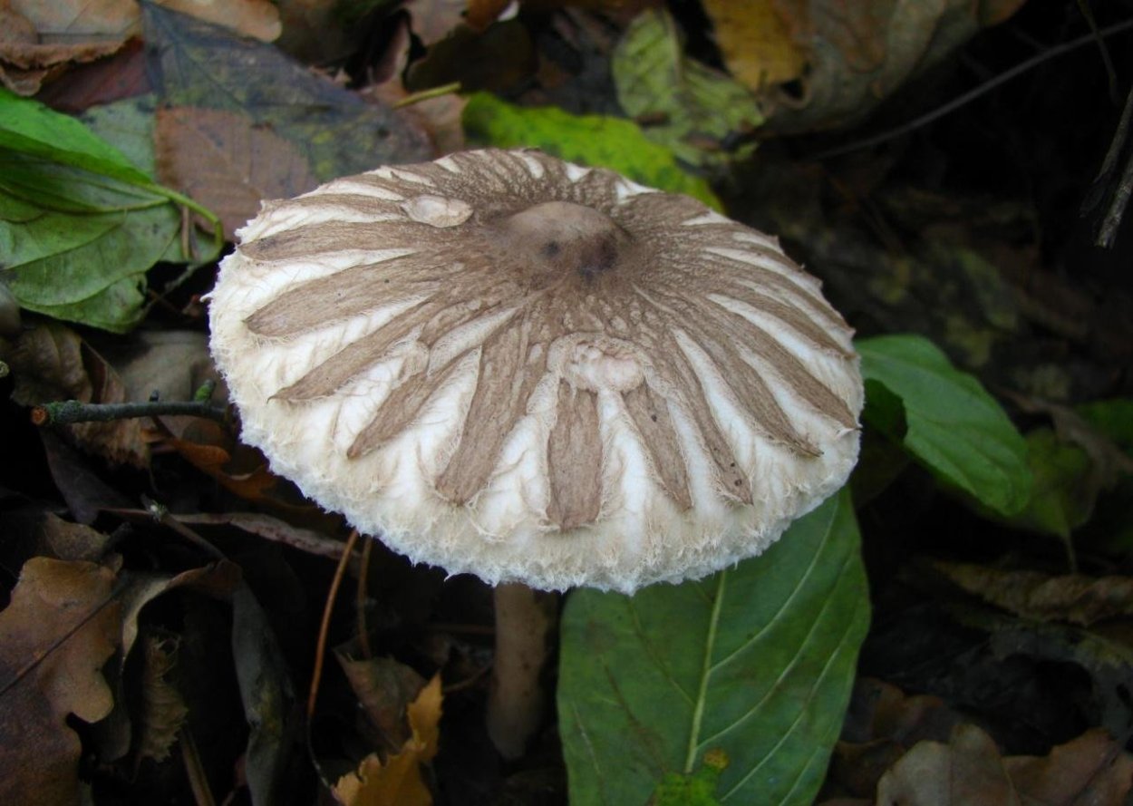 Macrolepiota konradii