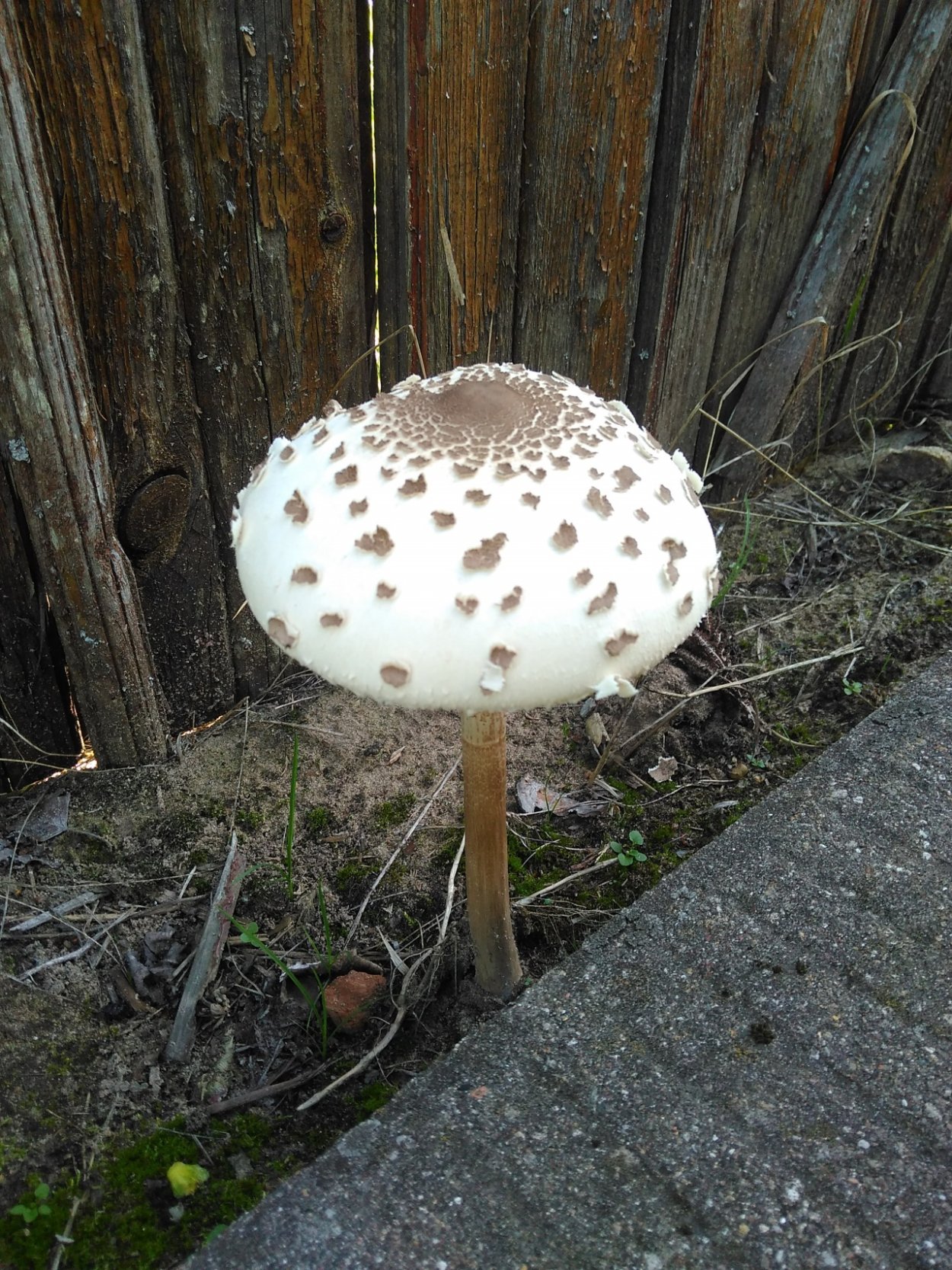 Гриб-зонтик Конрада