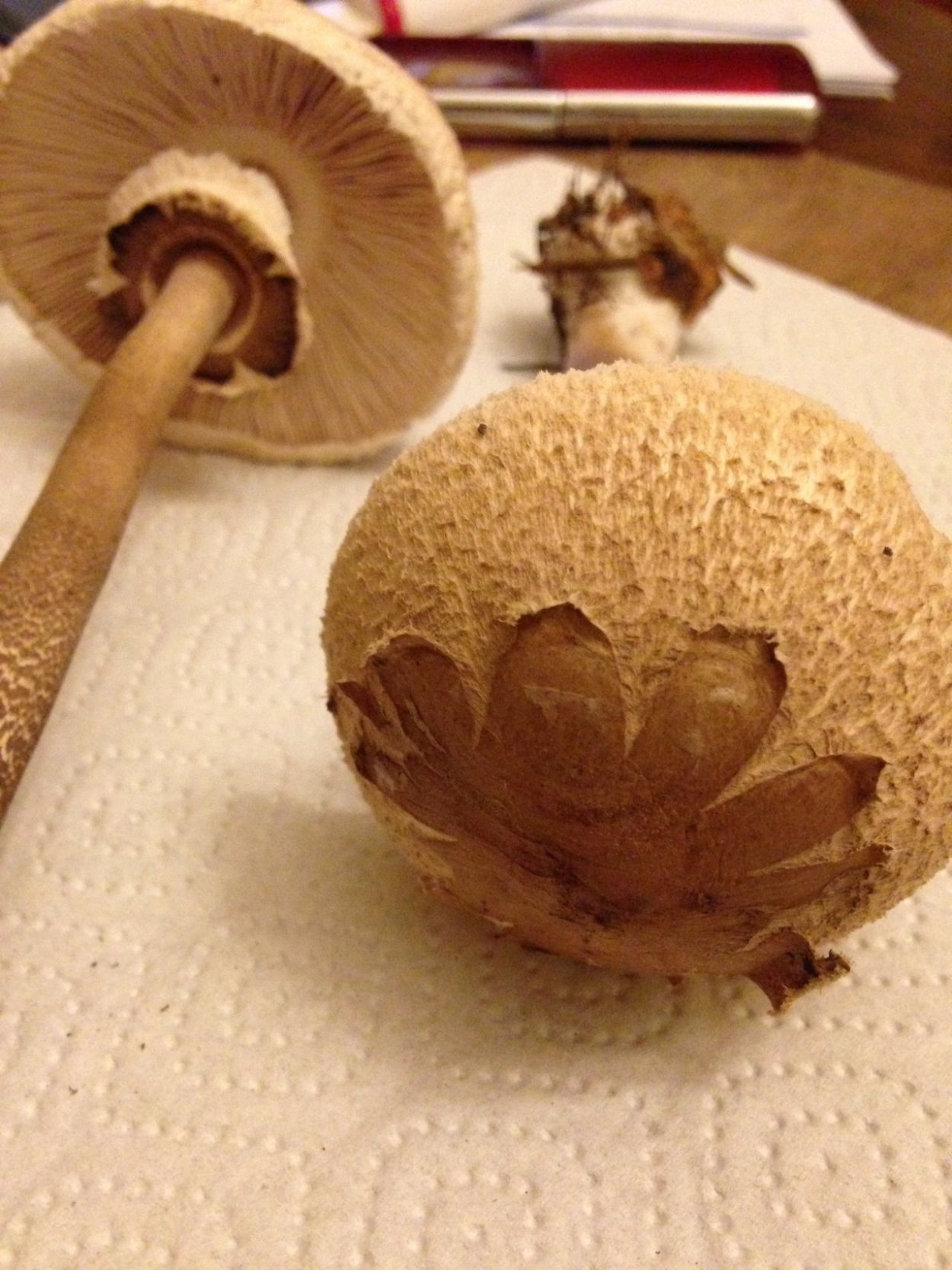 Гриб зонтик пёстрый пластинчатый