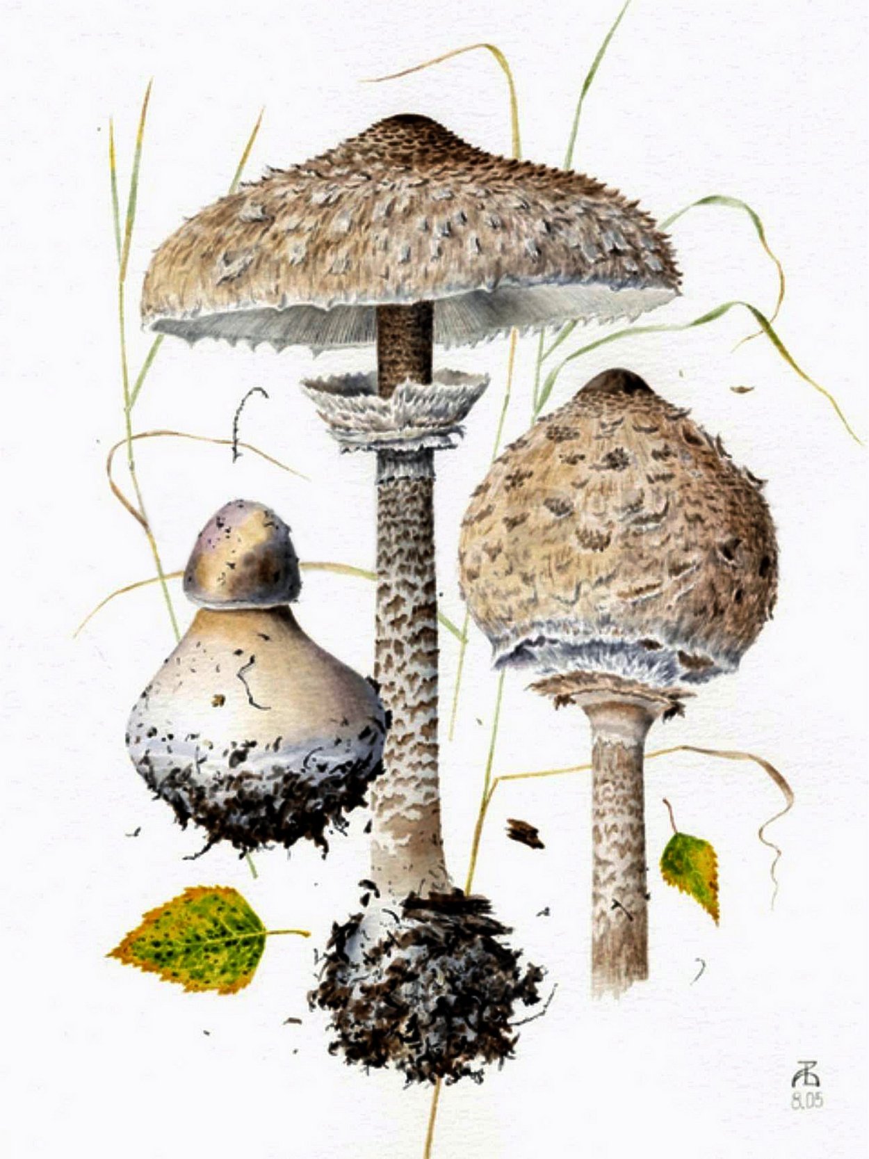 Гриб-зонтик пёстрый