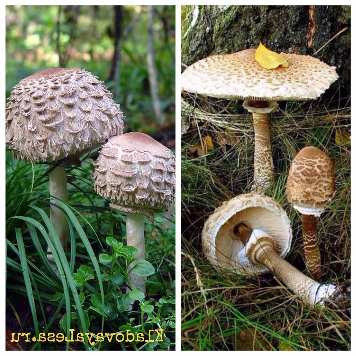 Гриб хлорофиллум темно бурый