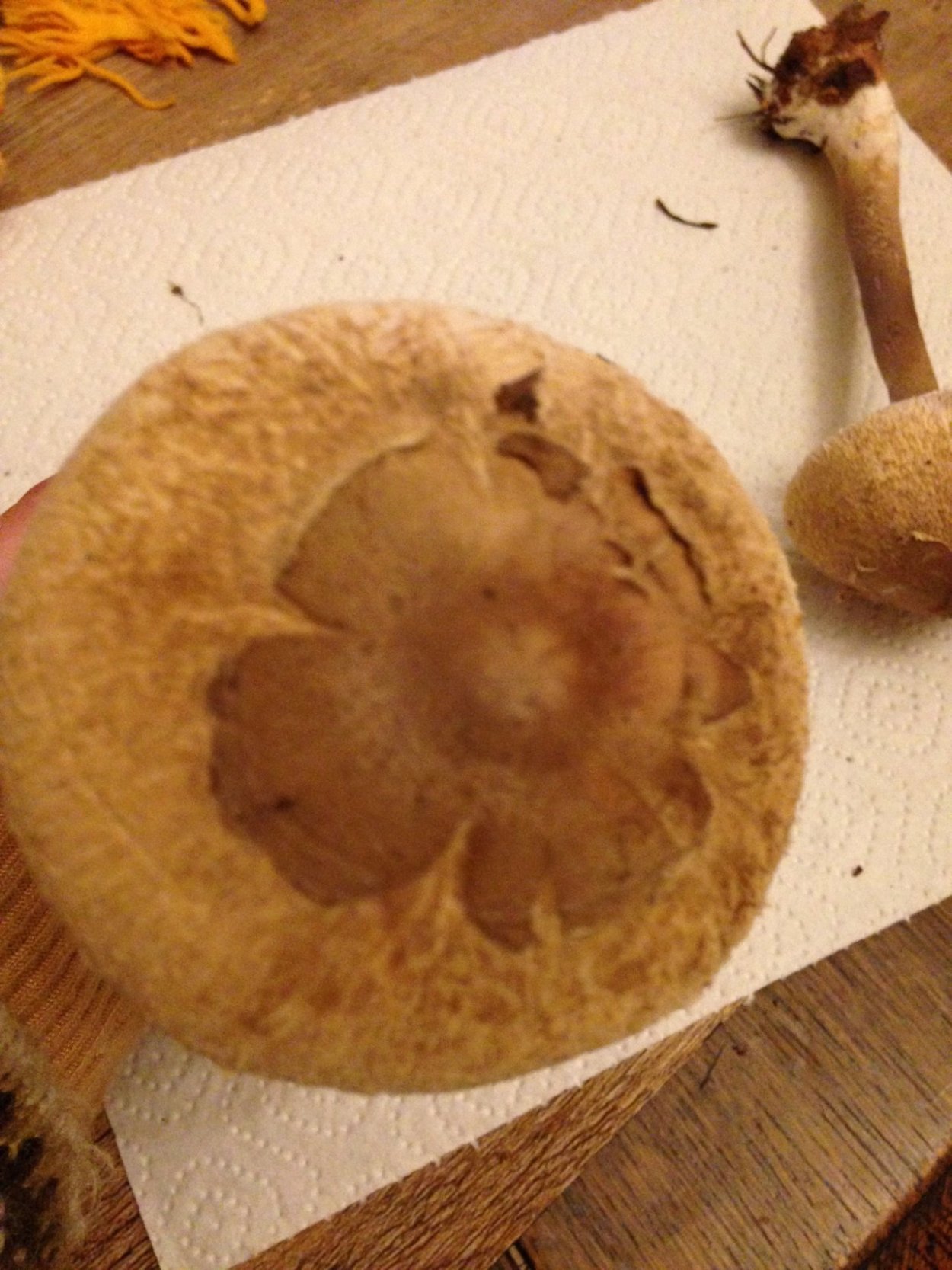 Гриб-зонтик Конрада