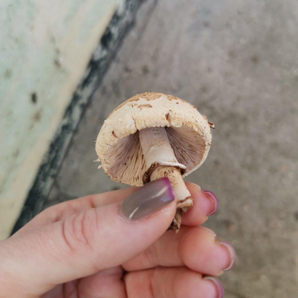 Парасол Машрум гриб