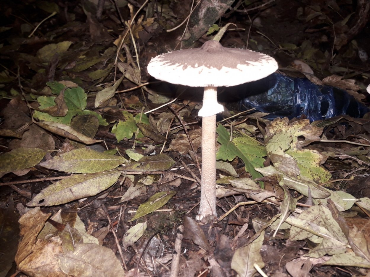 Макролепиота процера