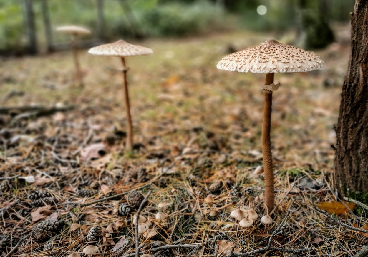 Гриб-зонтик девичий описание