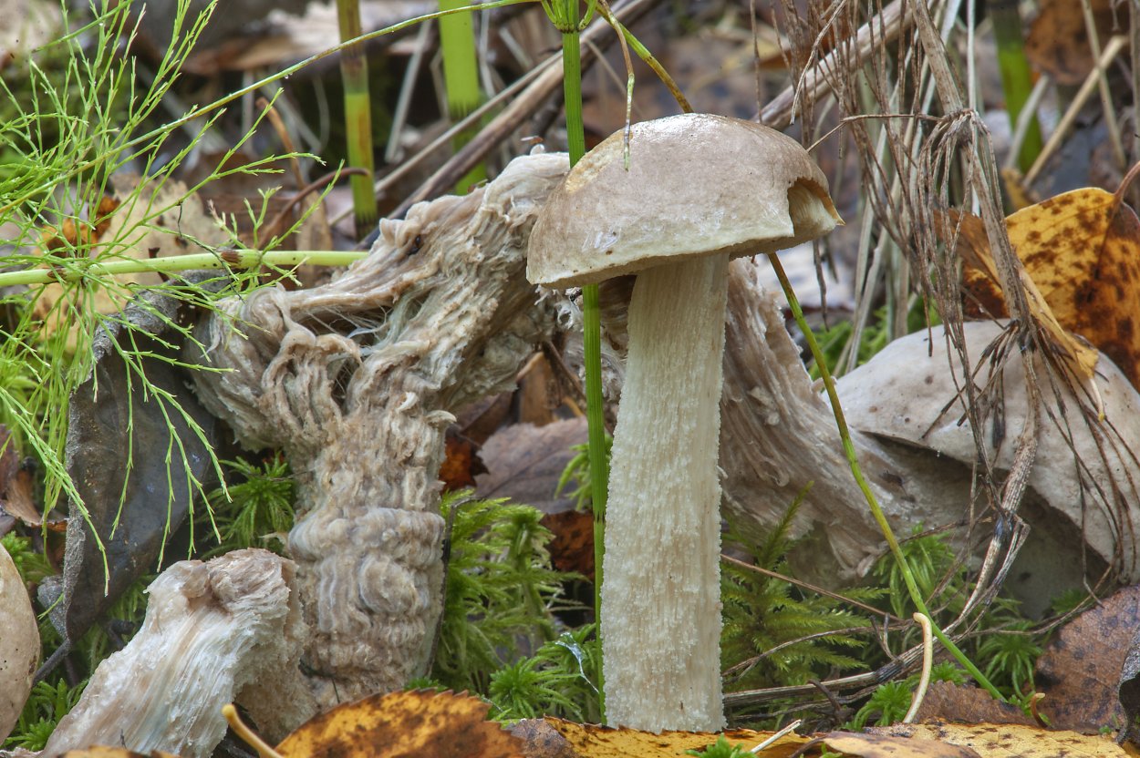 Leccinum holopus