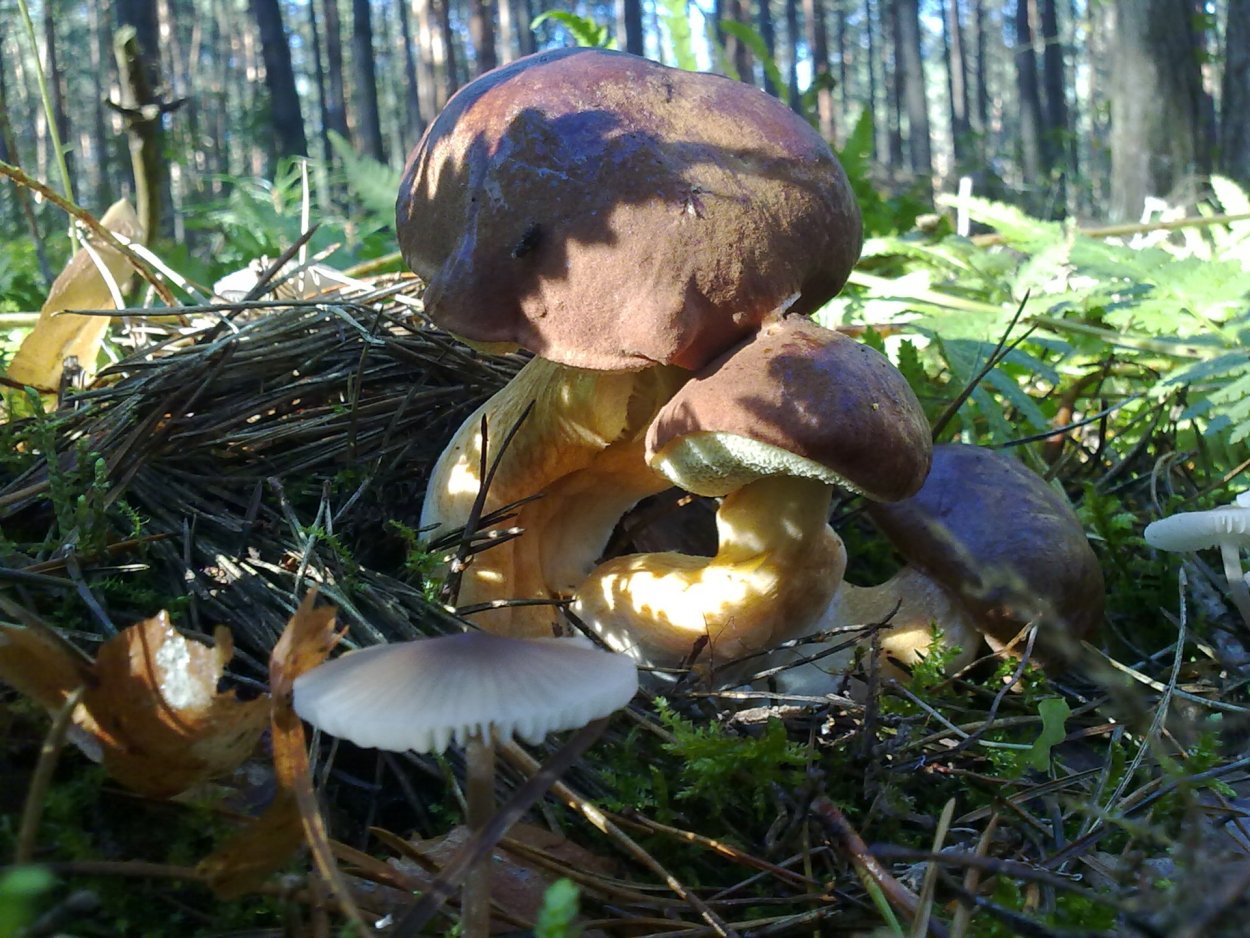 Красивые грибные места