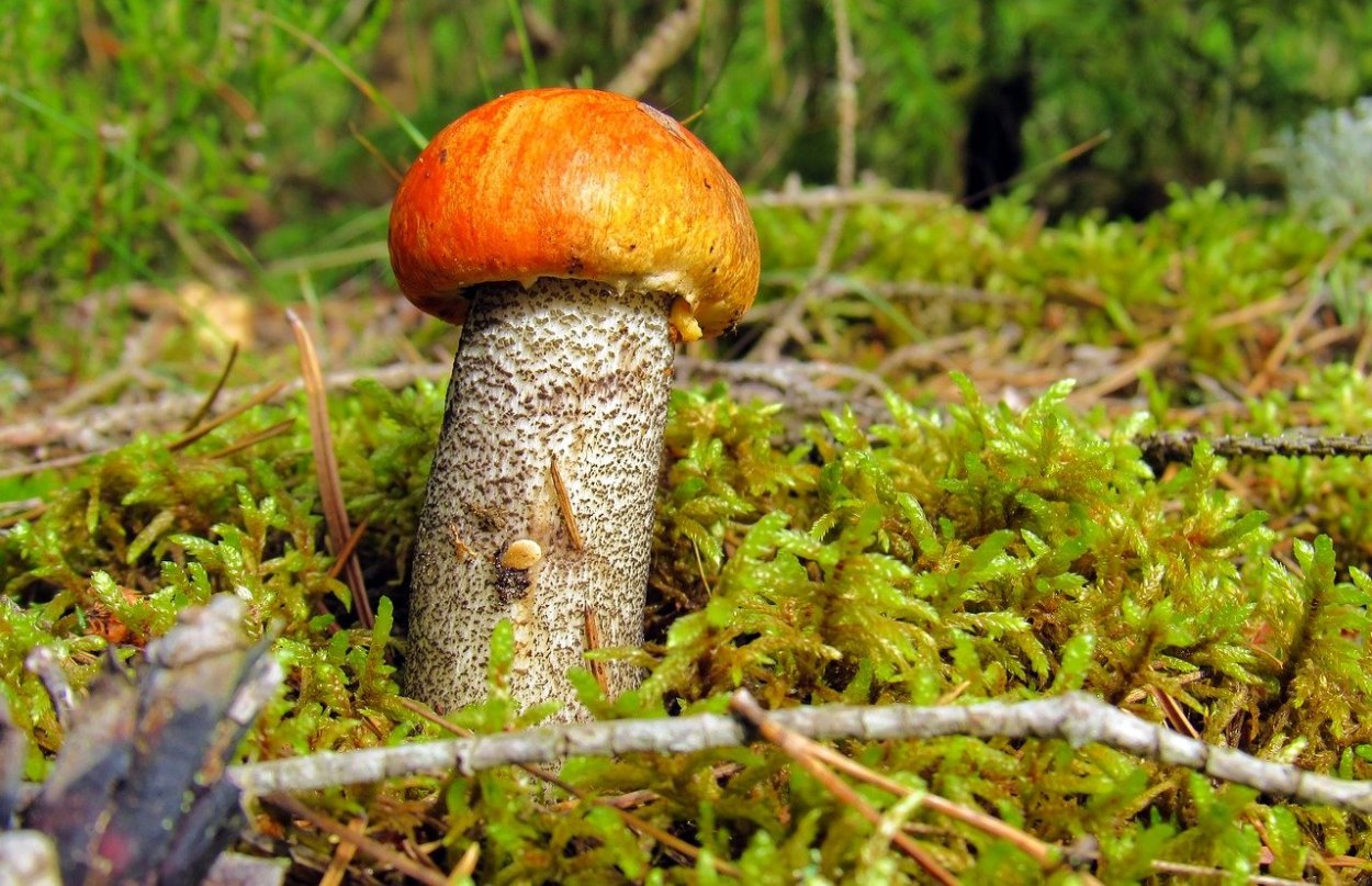 Подберёзовик твердоватый Leccinum duriusculum