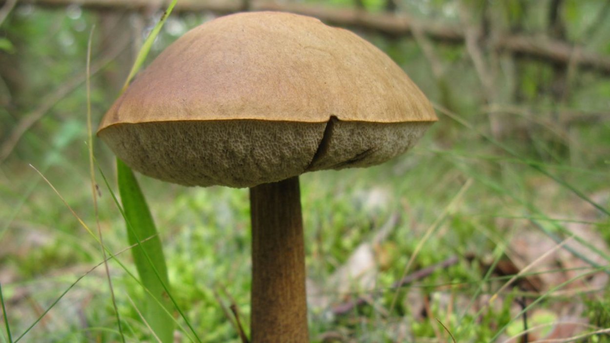 Leccinum variicolor
