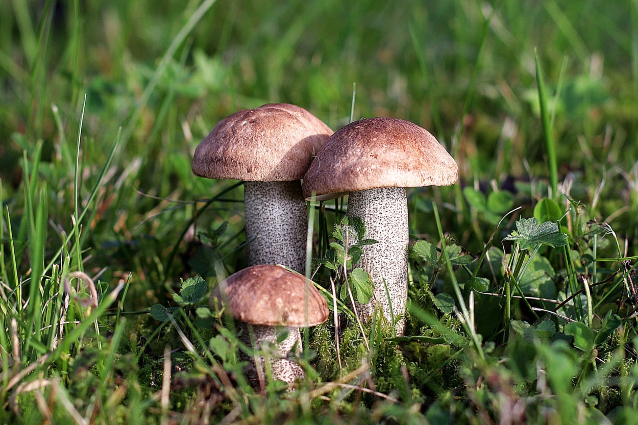 Brown cap Boletus