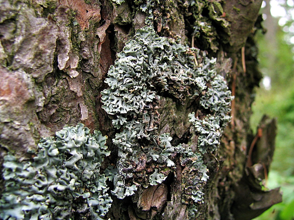 Лишайники Roccellaceae