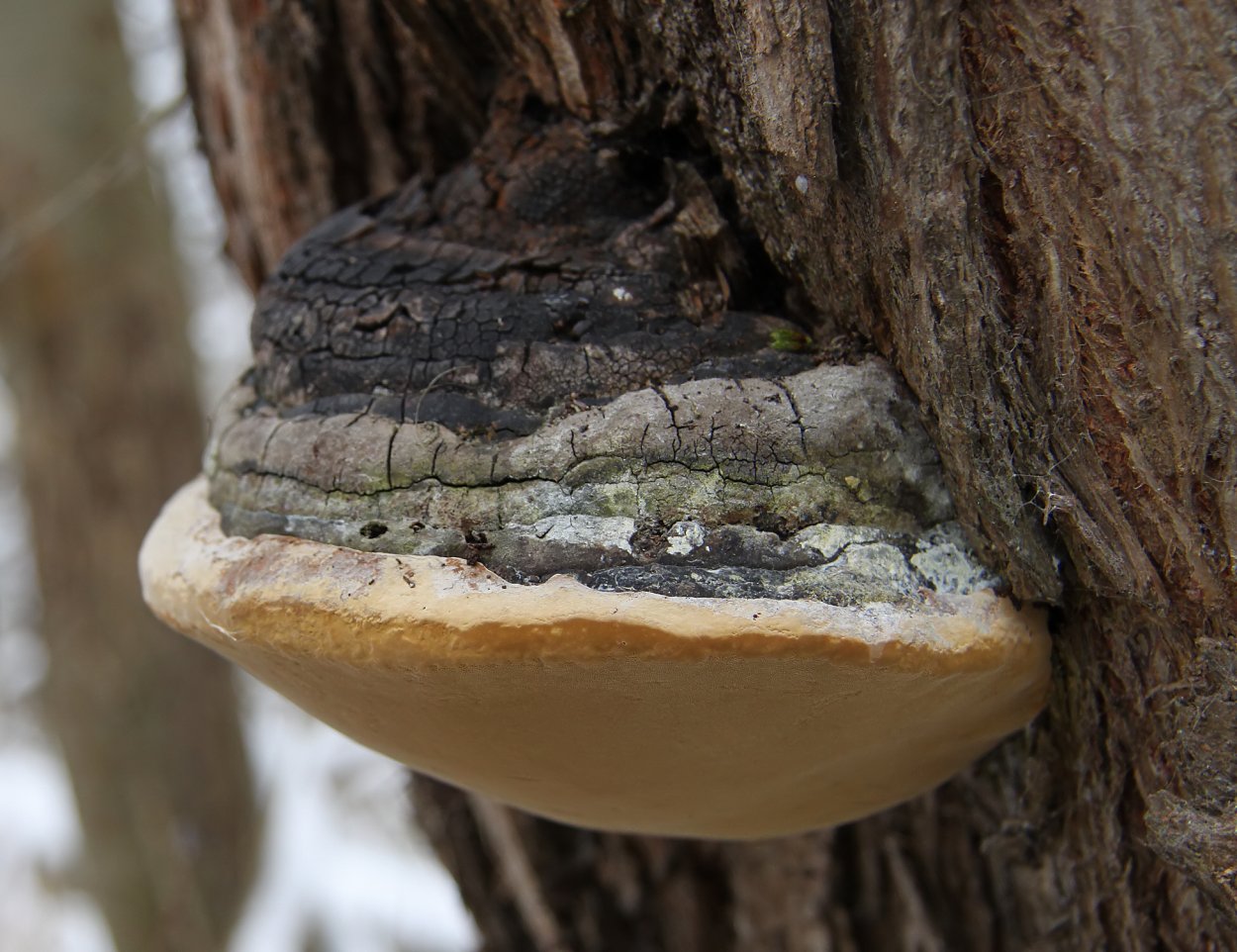 Phellinus igniarius