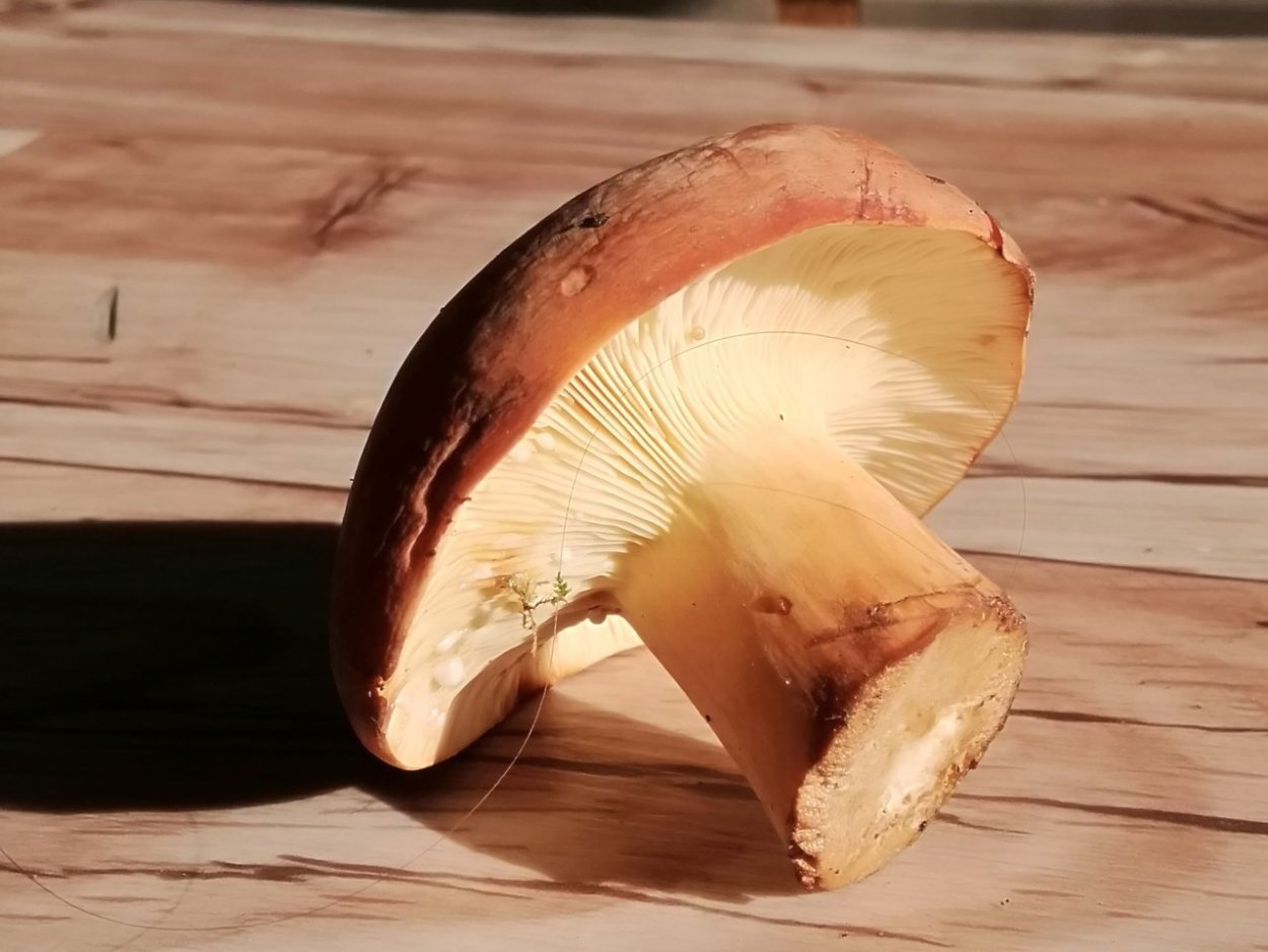 Lactarius volemus