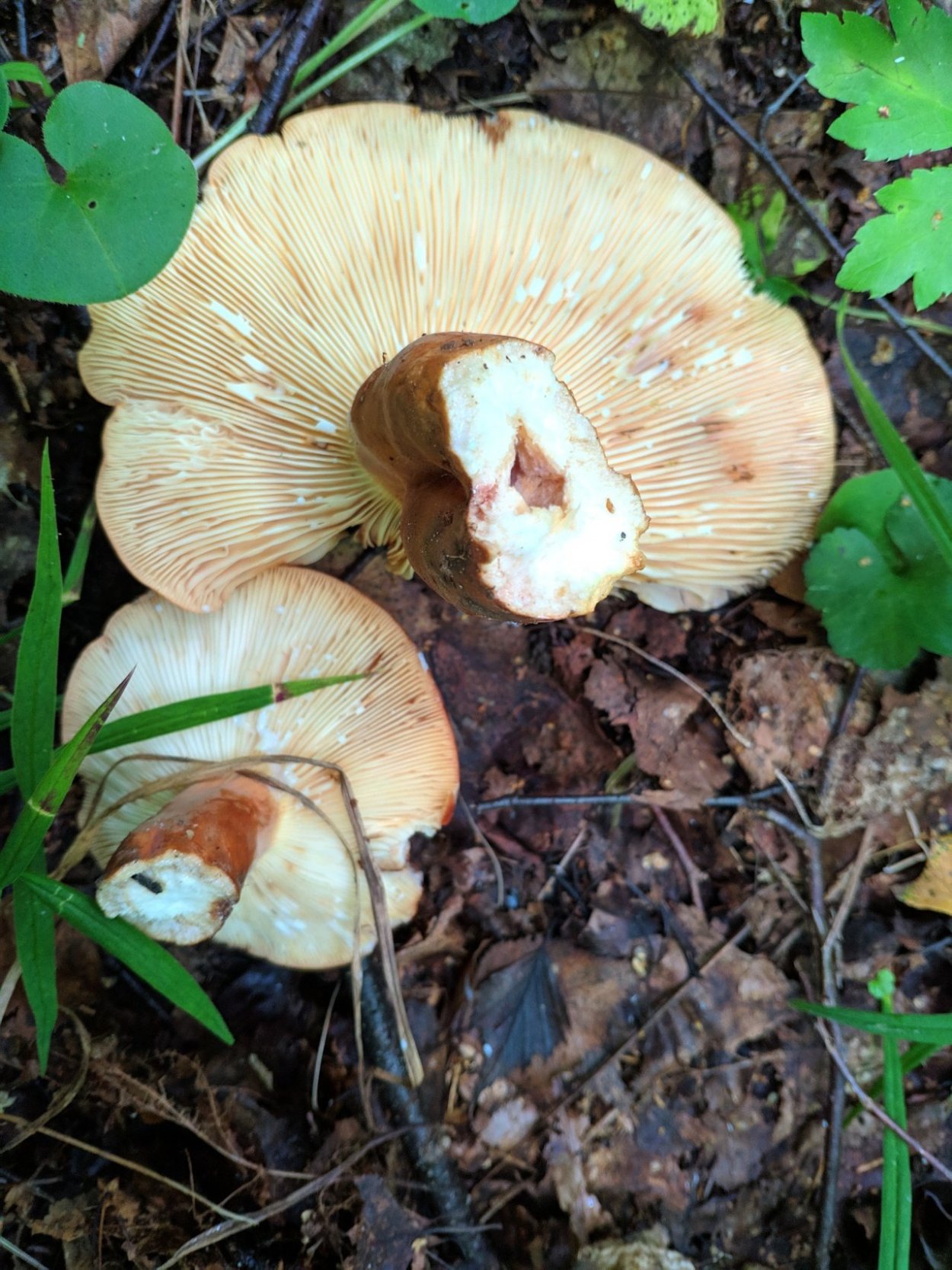 Lactarius volemus