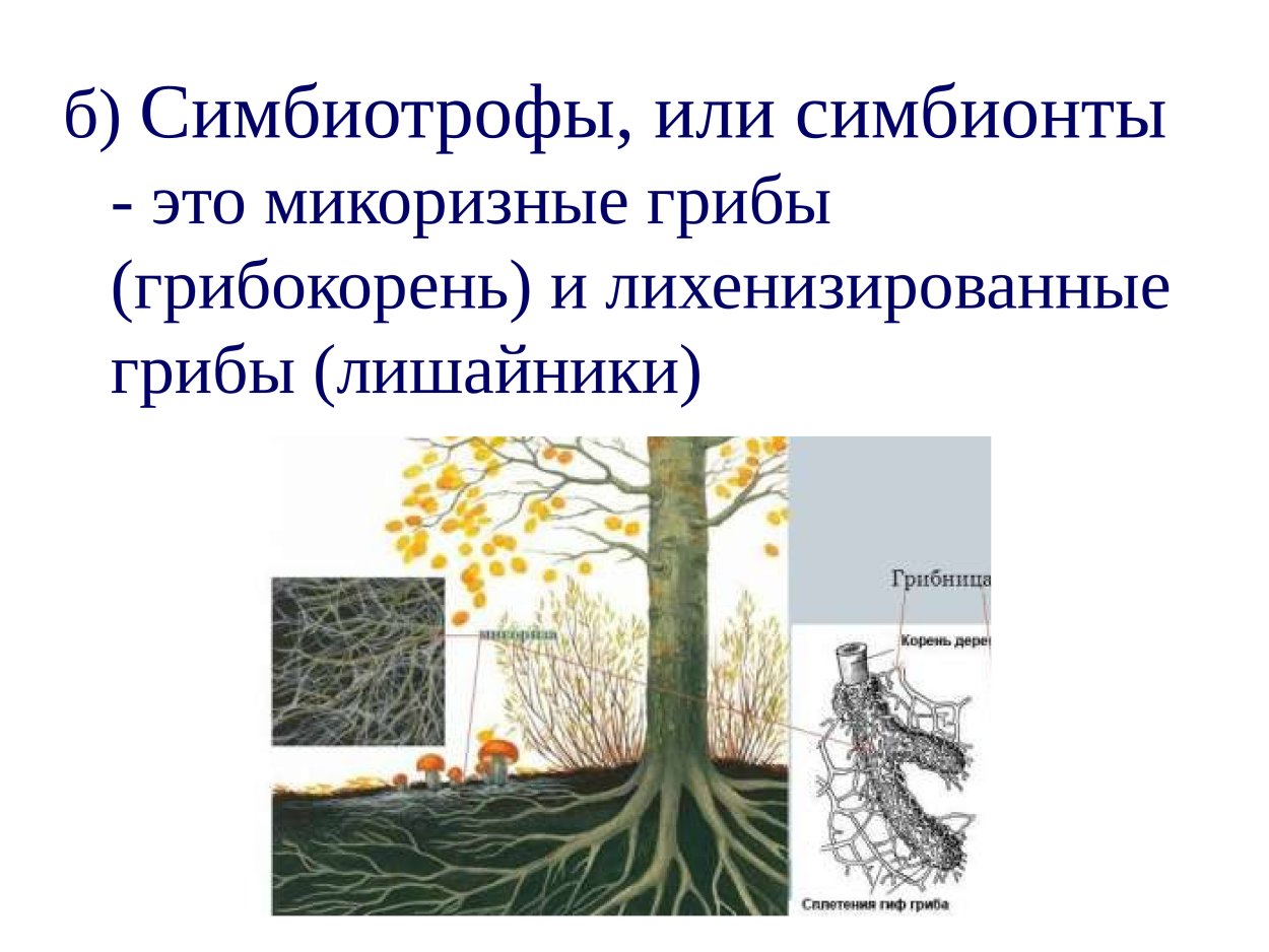 Грибы симбиотрофы примеры