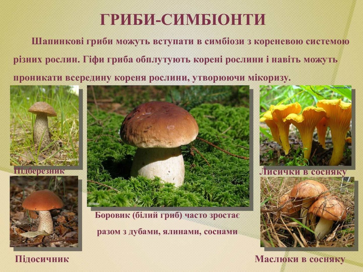 Примеры грибов симбиотрофов