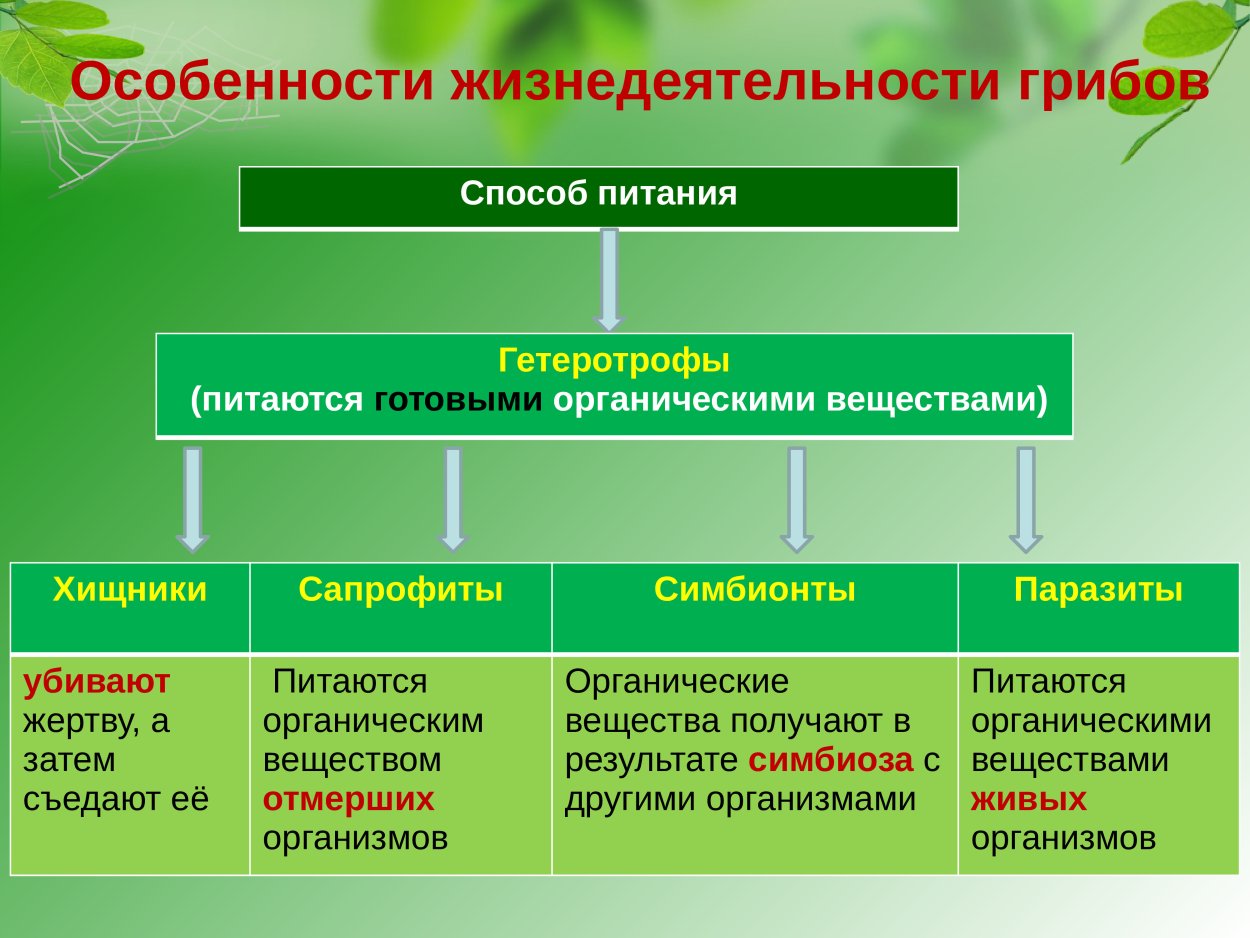 Грибы Тип питания