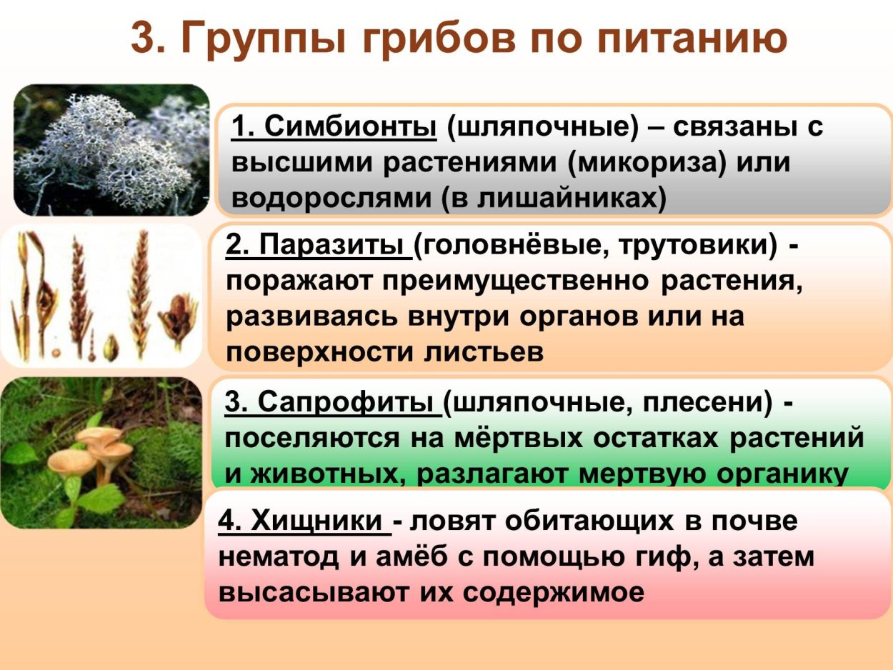 Группа грибов примеры