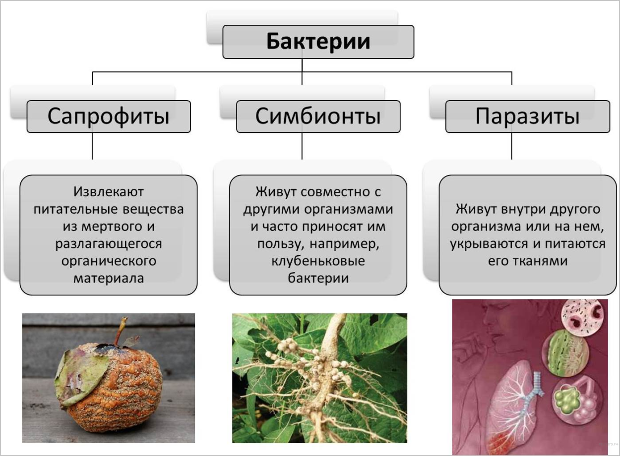 Типы питания сапротрофы симбионты паразиты