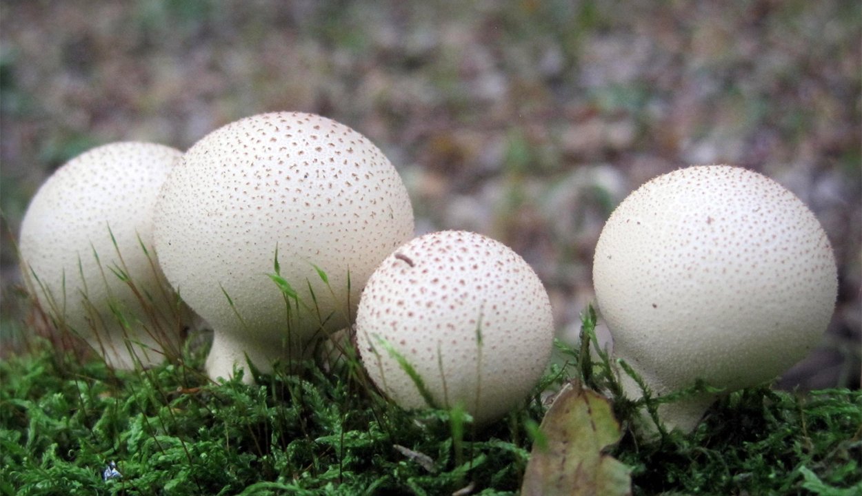 Грибы дождевик (Lycoperdon pyriforme)